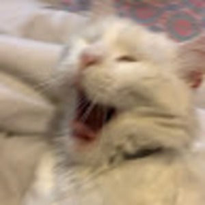 Meet your Posher, Rose